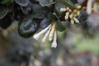 Osmanthus delavayi Flower (23/03/2013, Kew Gardens, London)