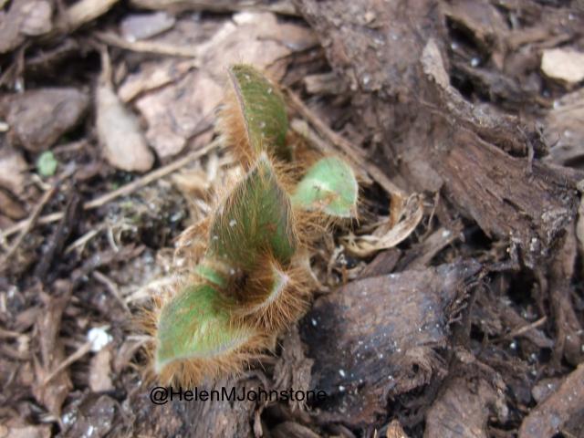 Meconopsis reappearing