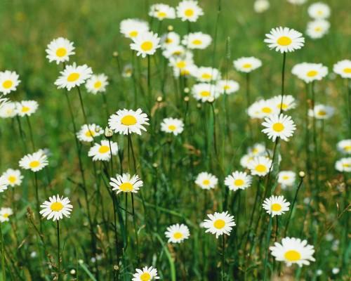 Oxeye Daisy Flowers