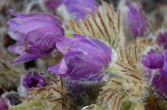 Pulsatilla vulgaris Flower (23/03/2013, Kew Gardens, London)