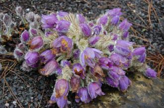 Pulsatilla vulgaris  (23/03/2013, Kew Gardens, London)