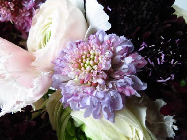 Scabiosa Blume