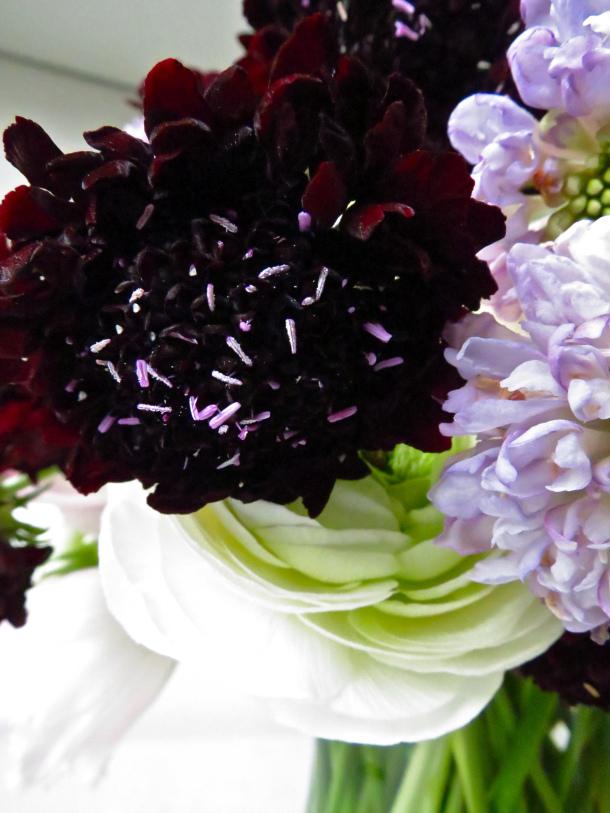 Scabiosa Flower