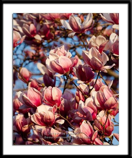The Colors of Spring