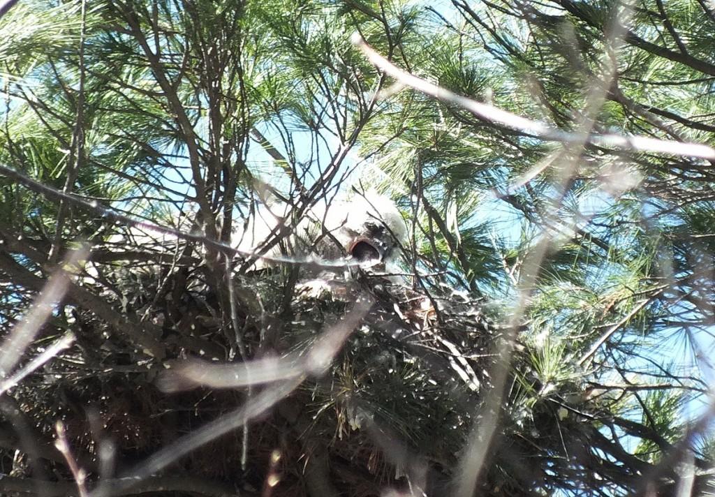 great horned owl chick eats something in its nest in thicksons woods