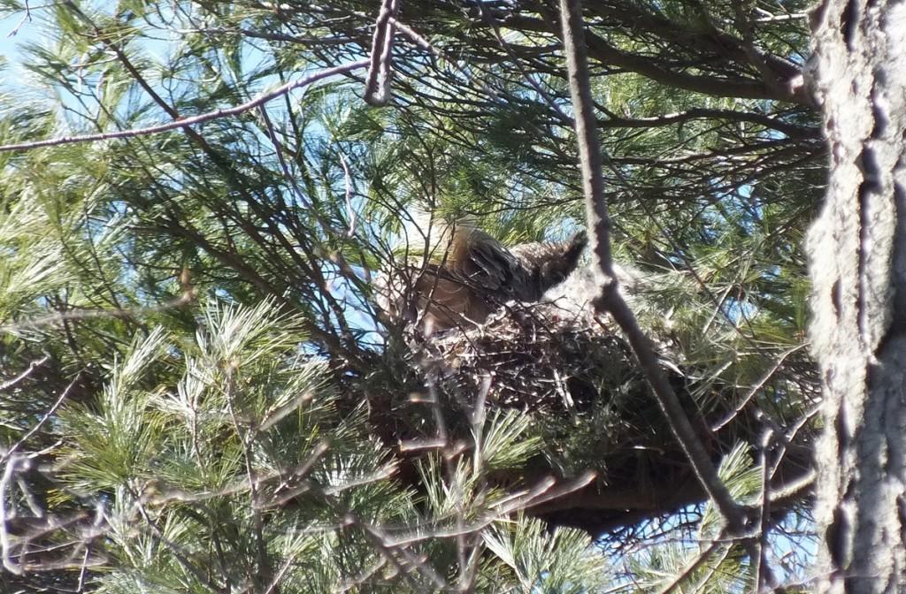 great horned owl - mother tail feathers - thicksons woods