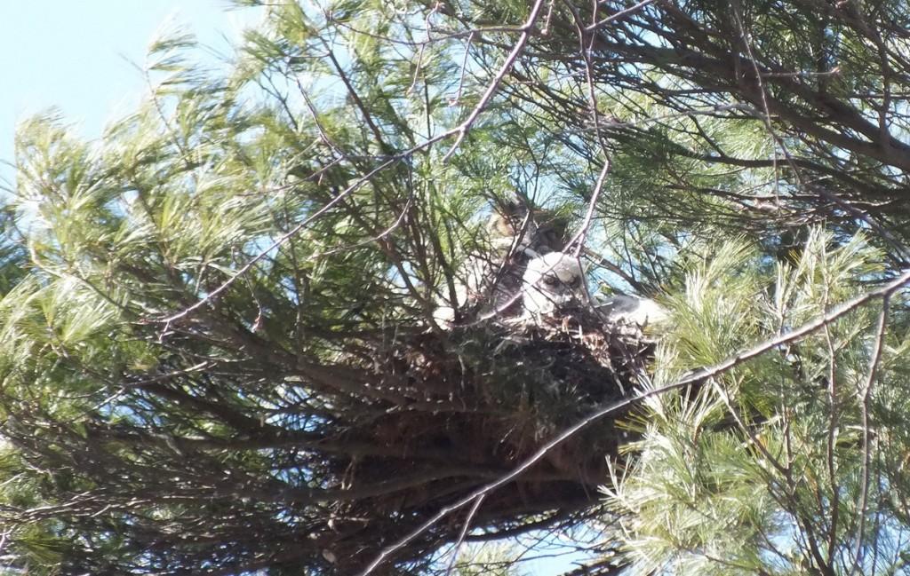 great horned owl chick and mother