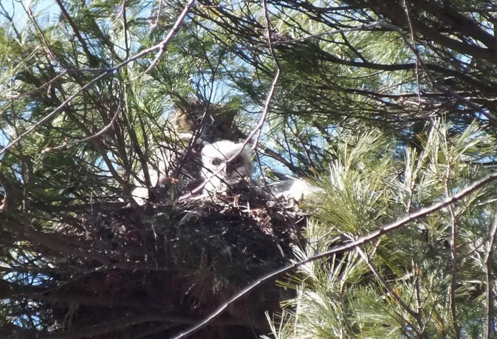 a great horned owl chick looks down from nest at me