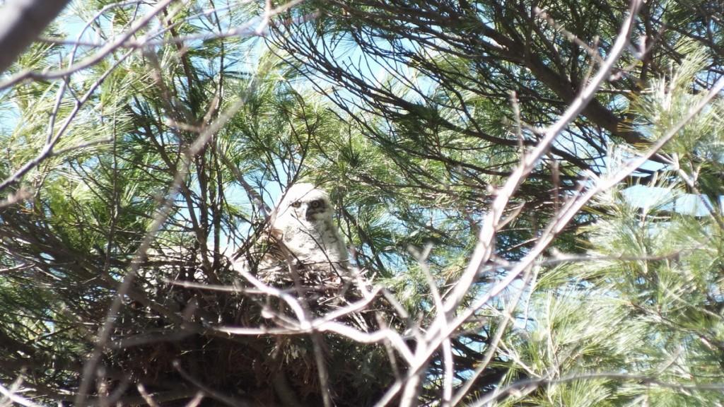 great horned owl chick in nest -- - thicksons woods
