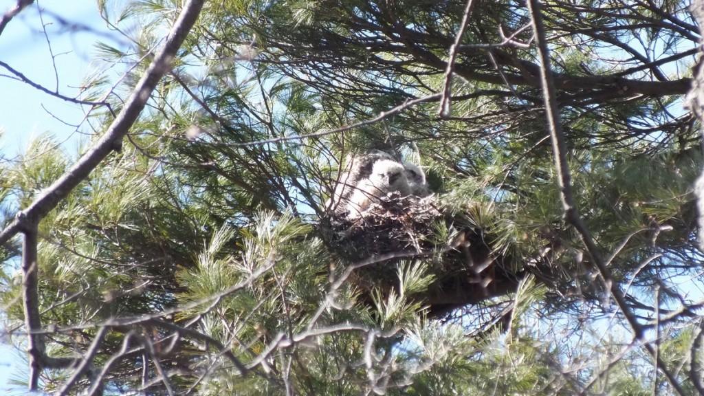 great horned owl nest with chicks