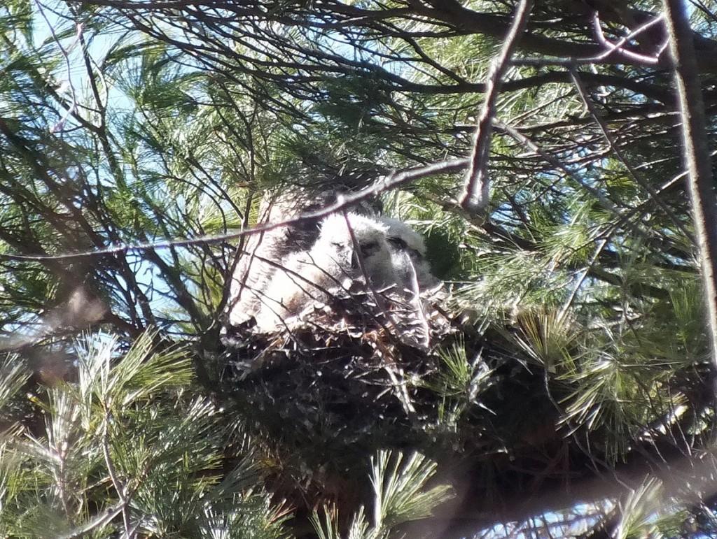 great horned owl chicks and mother in nest -- - thicksons woods - whitby - ontario
