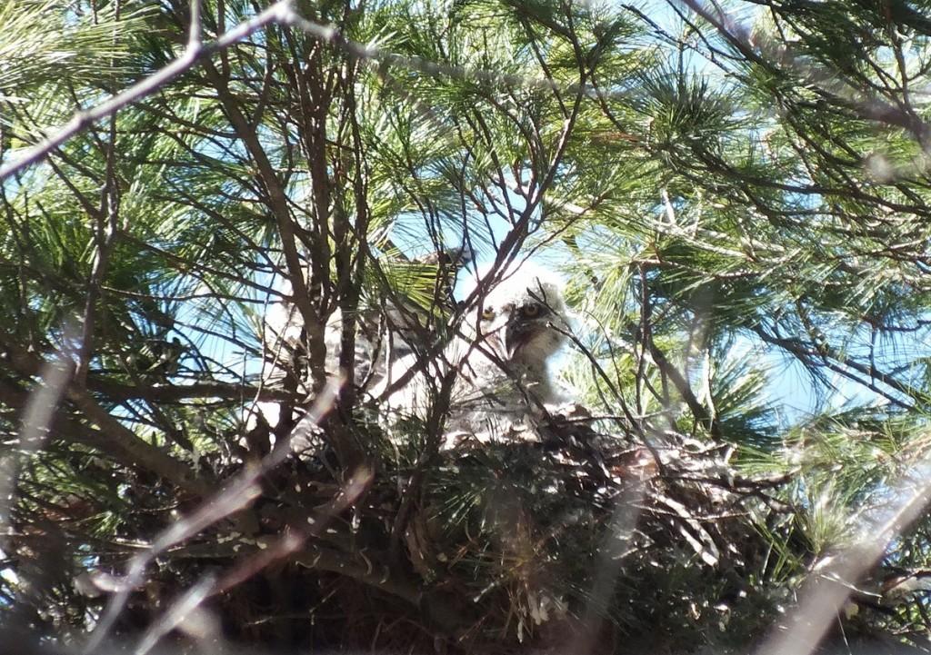 great horned owl chick gives me a big smile in nest