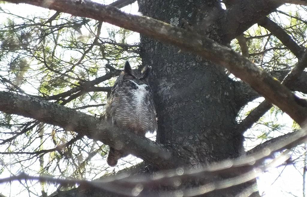 great horned owl - male - thicksons woods - whitby - ontario