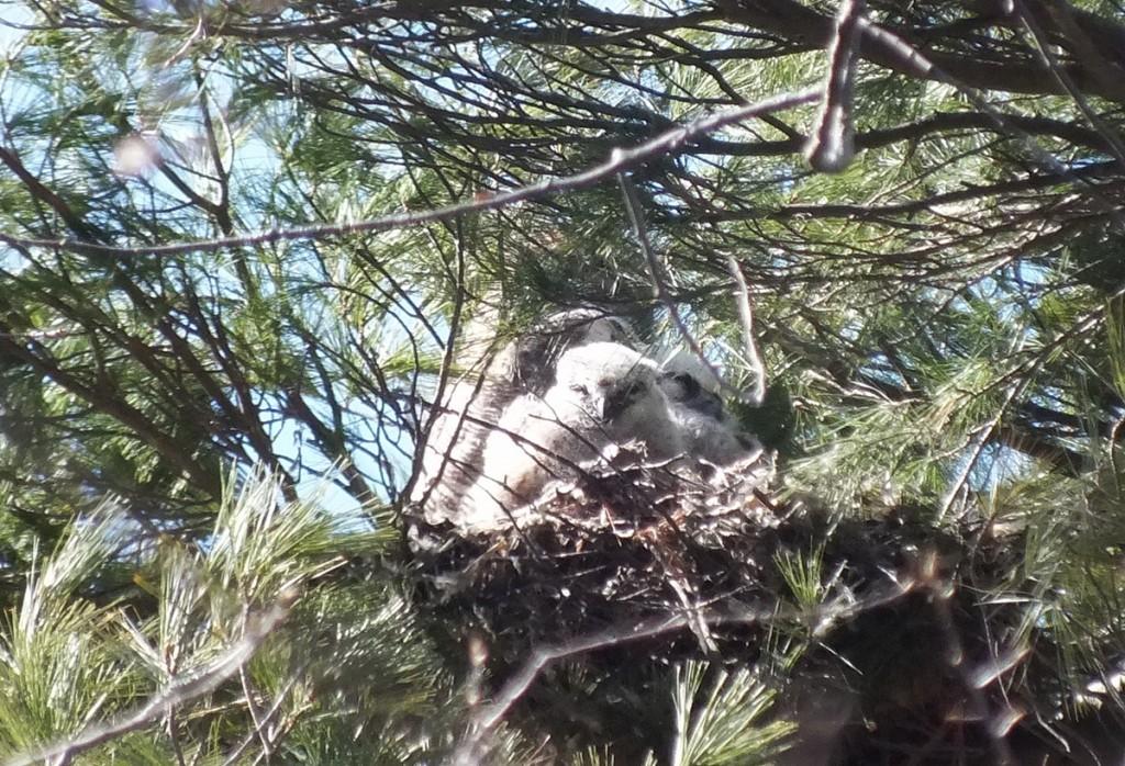 great horned owl nest with mother and two chicks - thicksons woods