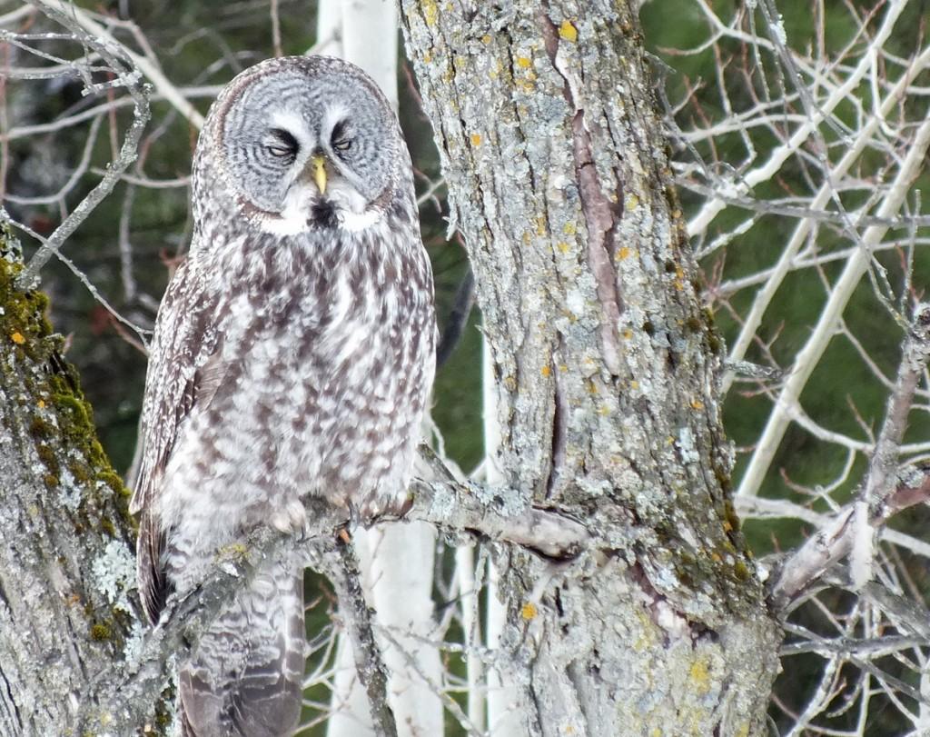 Great Grey Owl - wake me up when its over - Ottawa - Ontario - Canada - Frame To Frame - Bob & Jean picture