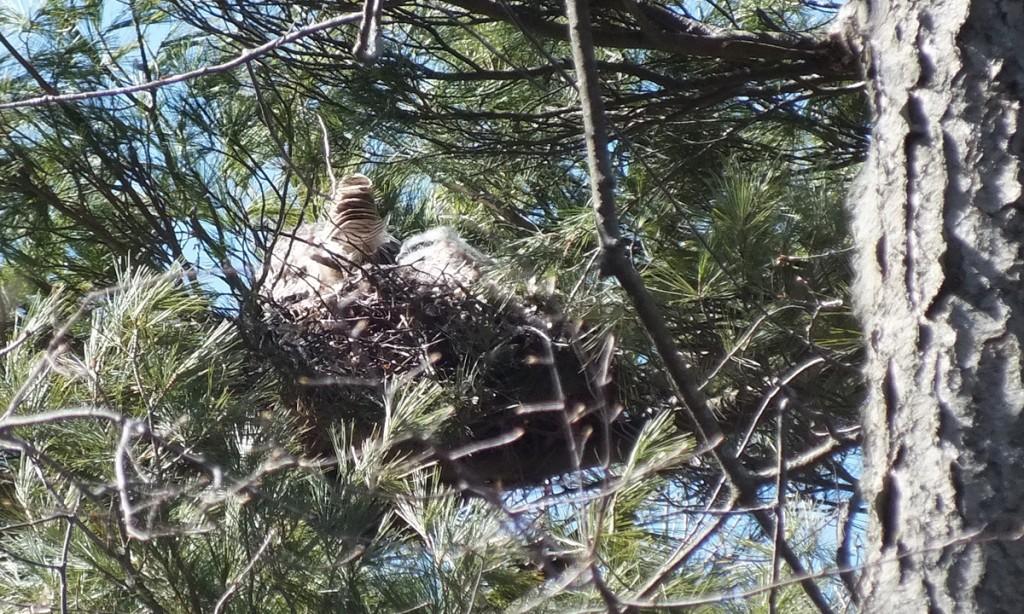 great horned owl chick beside mother - thicksons woods