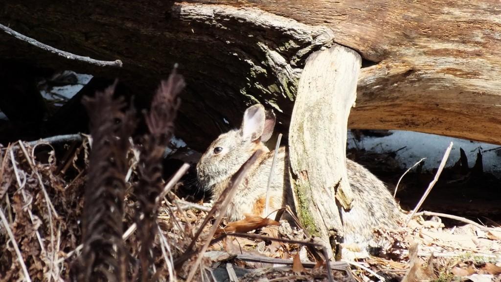 Rabbit under brush - Whitby - Ontario