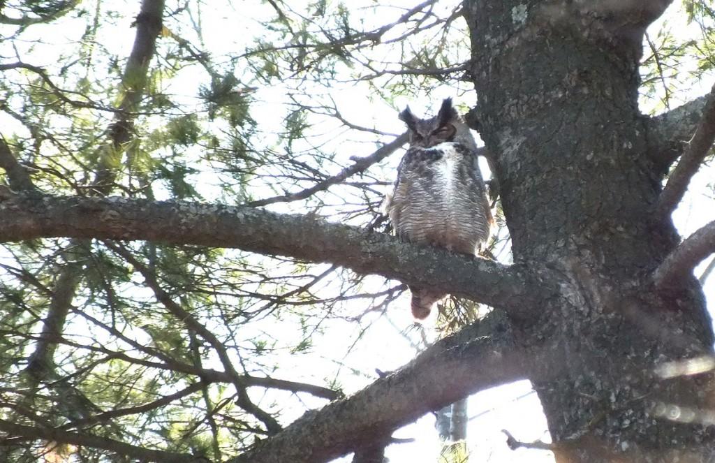 great horned owl - male in tree --- thicksons woods