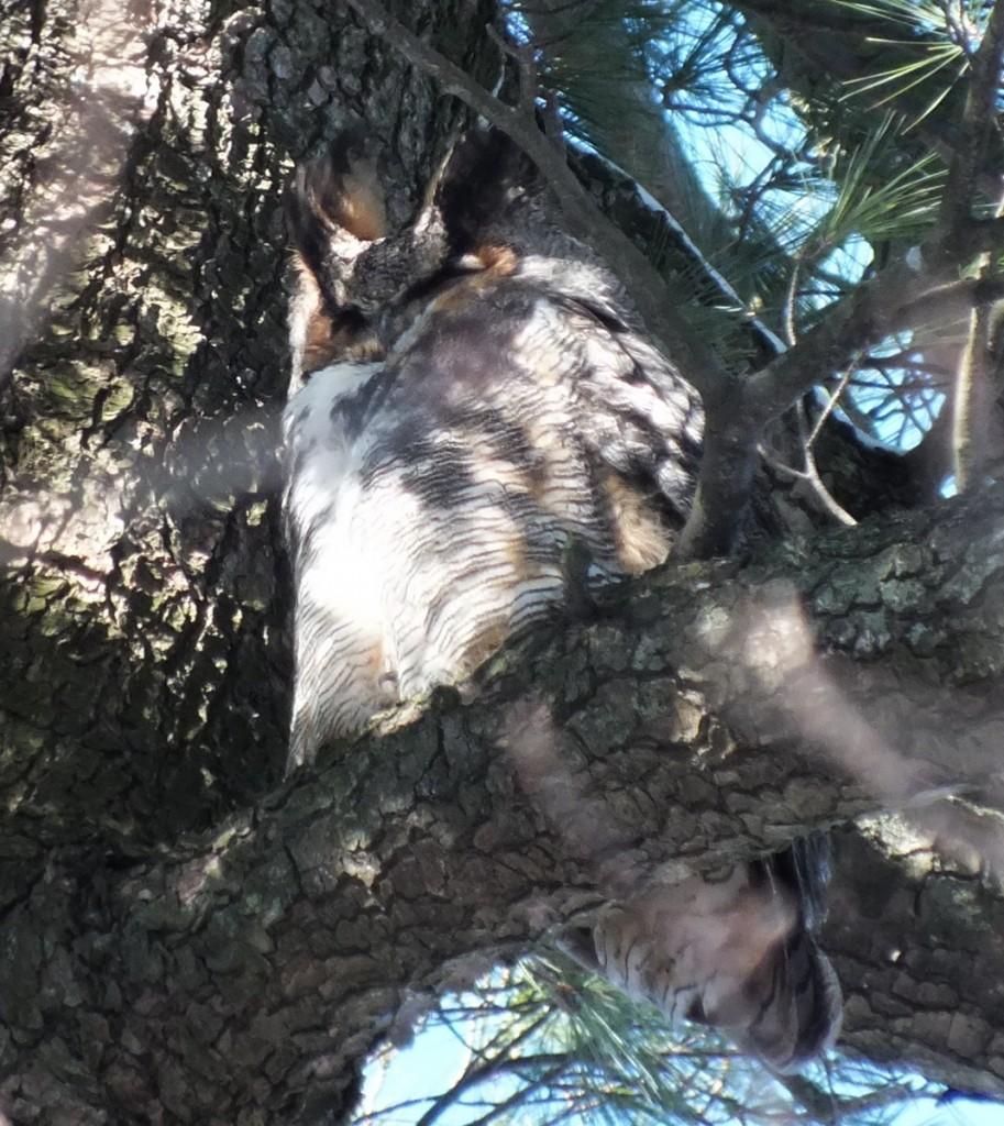Great Horned Owl sits with ears up  - Thickson's Woods - Whitby - Ontario