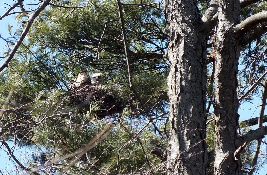 great horned owl nest with young chick looking down - thicksons woods