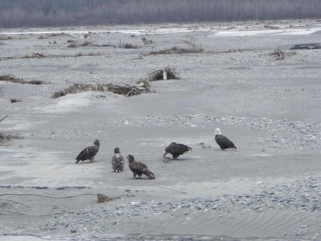Flock of Bald Eagles in Valdez, AK