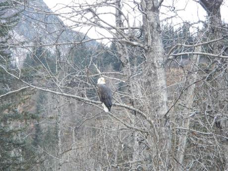 Bald Eagle in Valdez, Alaska