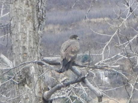 Adolescent bald eagle in Valdez