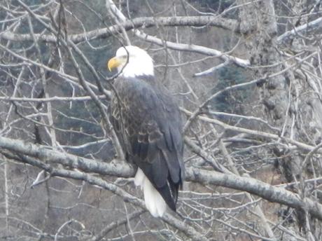 Bald Eagle in Valdez