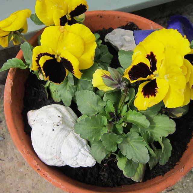 Pansies pecked by pesky pigeons...