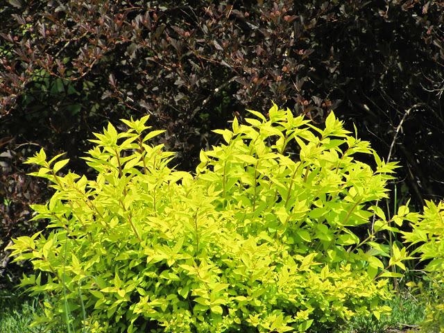 Spirea are ugly and a big haircut for a ninebark