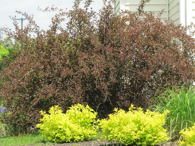 Spirea are ugly and a big haircut for a ninebark
