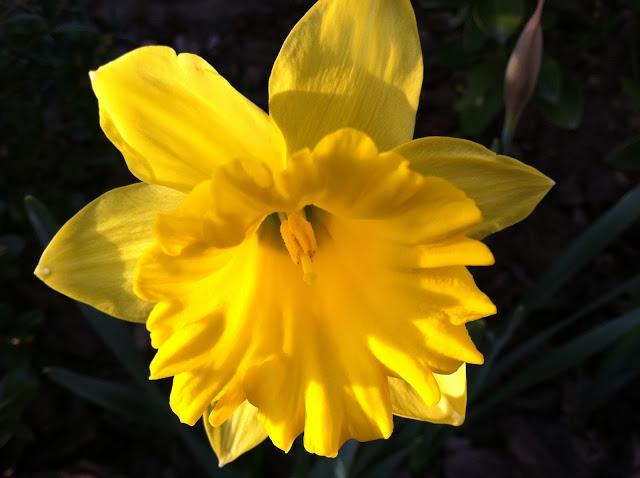 New-Daffodil-in-Farmingdale