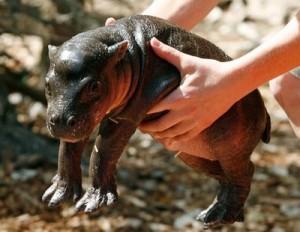 Baby Animal Garden