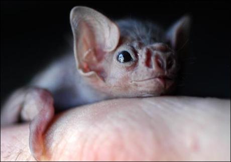 Baby Vampire Bat Picture