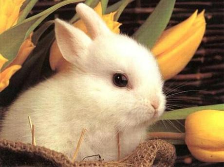 Easter Bunny Edition Baby Animals