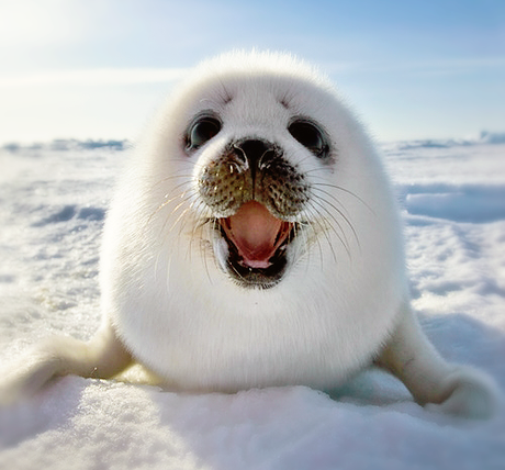Baby Seal Picture