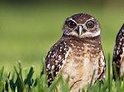 Amazing Pictures Burrowing Owls