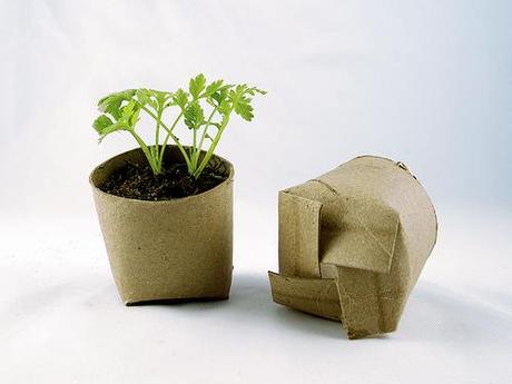 Seedling Toilet Paper rolls