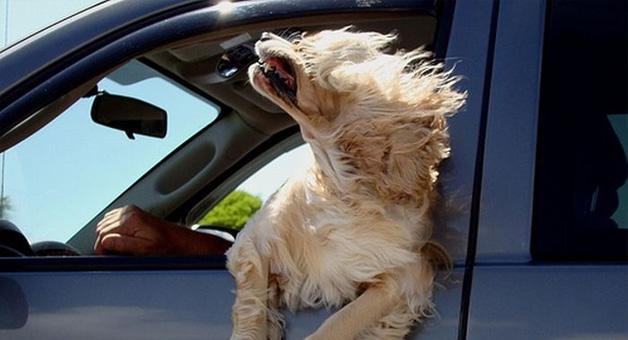 unsafe dog in car