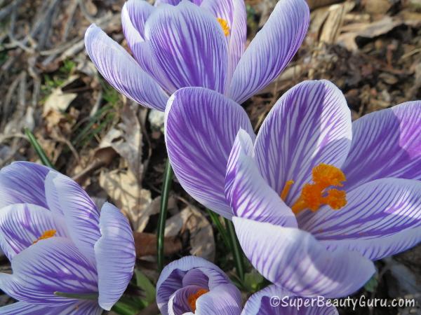 Purple Flowers