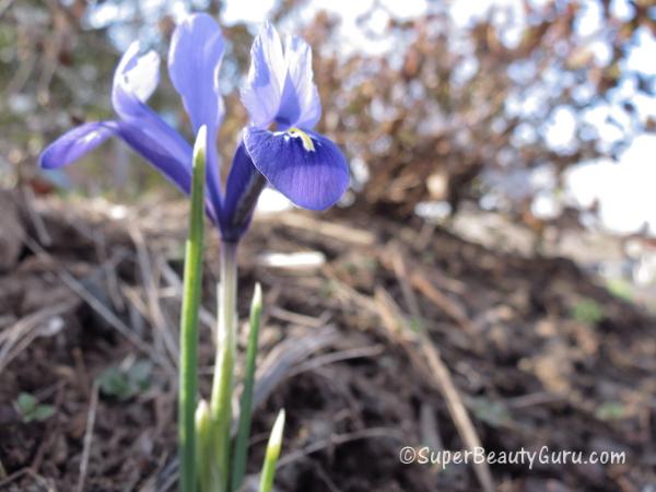 Violet Flower