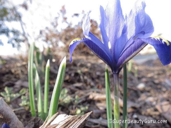 Macro Photo Flower