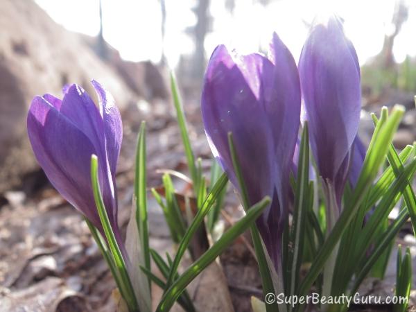 Tulips