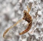 Mayfly