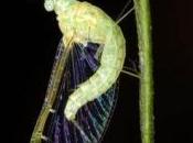 Featured Animal: Mayfly