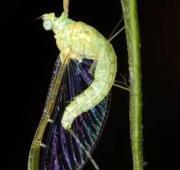 Mayfly