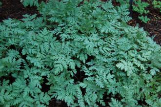 Dicentra formosa (23/03/201, Kew Gardens, London)