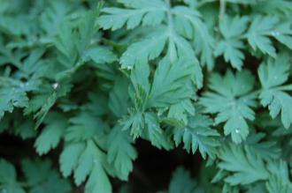 Dicentra formosa Leaf (23/03/201, Kew Gardens, London)