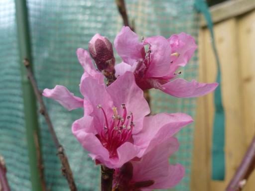 flower in bloom on peach tree