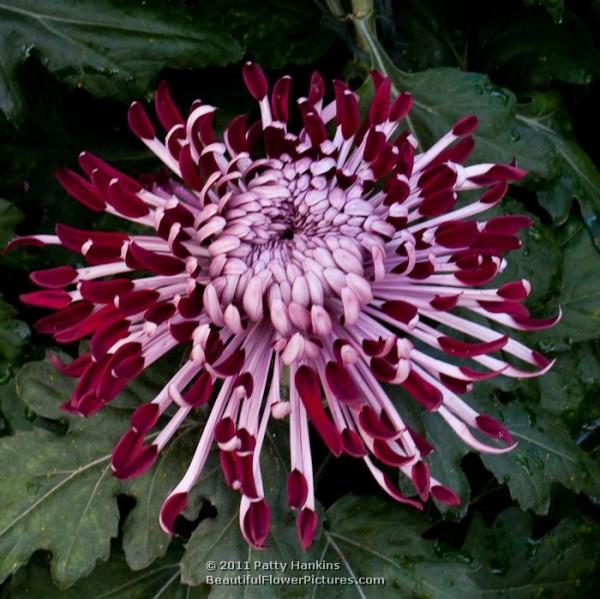 Diana Stokes - a Quill Chrysanthemum